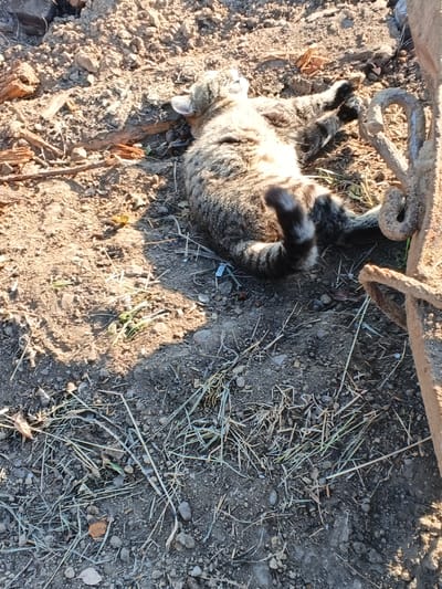 A tabby cat lies on its back on the ground, its legs and tail in the air. The cat appears to be deceased. The ground is covered in dirt, rocks, and dry grass. There are also some pieces of wood and a metal object with a curved hook visible in the image. The scene is lit by direct sunlight, casting shadows on the ground. The location is the city of Strelka, Russia.