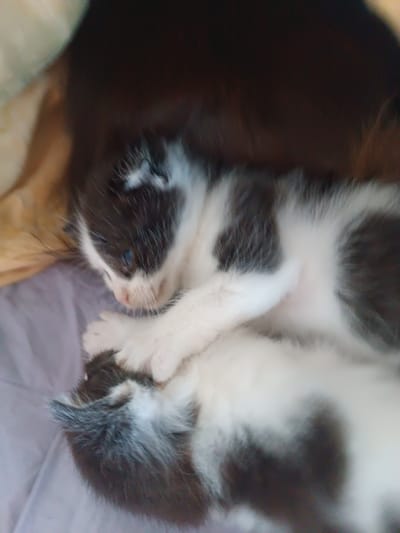 The image shows a close-up, blurry view of a black and white kitten sleeping. The kitten is curled up, with its head resting on its paws. Its fur is a mix of black and white patches. The kitten appears to be lying on a soft, light-colored surface, possibly a blanket or bed. The background is dark and out of focus. There is no indication of the city of Hlobyne, Ukraine, or any specific environmental details that would place it there. The image is entirely focused on the kitten and its immediate surroundings, with no contextual information provided.