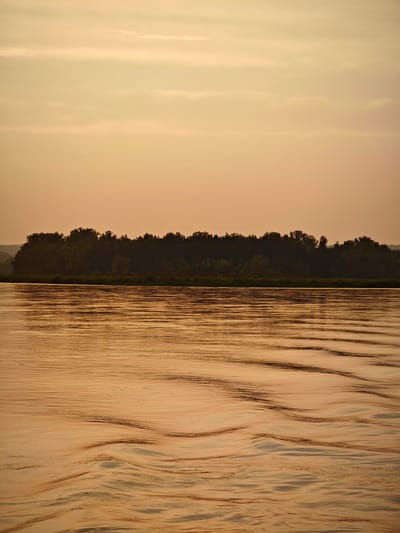 A wide, calm river reflects the warm, golden hues of a sunset or sunrise. Gentle ripples create a textured pattern across the water's surface, stretching towards the foreground. In the middle ground, a dense line of dark green trees forms a forest along the distant bank, silhouetted against the softly lit sky. The sky itself is a gradient of pale orange and yellow, with faint, wispy clouds. The scene evokes a sense of tranquility and natural beauty. The location is the city of Maloe Nakhval'skoe, Russia.