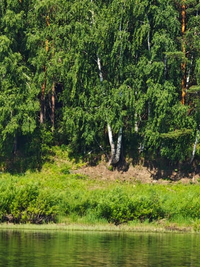 The image depicts a natural scene bordering a body of water, characteristic of the Piskunovka, Russia area. The foreground is dominated by a calm, green-hued body of water with subtle ripples on its surface, reflecting the surrounding vegetation. The middle ground features a dense line of lush green grass and bushes growing along the bank. Beyond this, a steep embankment rises, sparsely covered with dry earth and some vegetation. The background is a thick forest canopy composed primarily of deciduous trees, notably birch trees with their distinctive white bark, interspersed with conifers. The lighting suggests a sunny day, casting dappled shadows within the foliage and on the embankment. There are no people or man-made structures visible in the image.