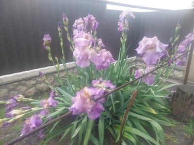 The image captures a vibrant display of light purple and lavender irises blooming in an outdoor garden, likely after a recent rain shower, indicated by the numerous water droplets clinging to the petals and green, sword-like leaves. The irises vary from fully opened blossoms, some with yellowish beards, to tightly closed buds on tall stalks.
In the background, a dark, possibly corrugated metal fence stretches horizontally, providing a stark contrast to the lively flowers. Below the fence, a low, light-colored stone wall is visible. The sky above the fence appears bright and overcast, diffusing the light evenly across the scene.
A rusty rebar rod cuts diagonally through the mid-ground, passing through the iris foliage, suggesting it might be part of a support structure or garden demarcation. To the far right, a dark, weathered wooden stump or log section rests on the moist ground, which consists of damp soil and sparse green grass. No people or visible text are present in the image. The setting suggests a tranquil moment in a garden in Mshanets, Ukraine, possibly during the day under cloudy skies.