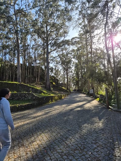 A sunny day in Esposende, Portugal. The image is taken from a low perspective, likely from someone lying on the ground. A person wearing grey sweatpants and a grey sweater is in the lower right corner of the frame. The person is lying down, facing towards the row of trees. The ground is paved with cobblestones, interspersed with leaf litter. A row of tall, slender trees lines the left side of the image, stretching towards the top of the frame. Behind the trees, the sky is visible with bright sunlight filtering through the leaves and branches. Next to the trees is a grassy hill and wall of rough-hewn stone. The background is blurred. There is a road or path adjacent to the right edge of the grassy hill.