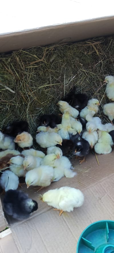 In a cardboard box lined with hay, a group of young chicks are gathered. The chicks are a mix of yellow, white, and black. Some are nestled together in the hay, while others are standing on the cardboard floor of the box. A green plastic feeder is visible in the bottom right corner of the image. The image is taken from a high angle, looking down into the box. The lighting is natural, suggesting an outdoor or well-lit indoor setting. The scene appears to be in Chublovo, Russia, a detail that adds a specific geographic context to this observation of young poultry.
