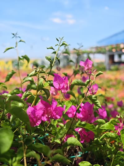 In Phước Hải, Vietnam, a close-up shot focuses on vibrant pink bougainvillea flowers against a blurred background of more flowers, a building with a blue roof, and a clear blue sky with faint clouds. The foreground features lush green leaves and stems of the bougainvillea plants, with a hint of a green net supporting them. The image captures a bright, sunny day, with the selective focus drawing attention to the intricate details of the flowers and foliage in the immediate vicinity.
