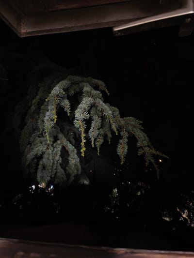 A low-angle, medium shot captures a portion of a large evergreen tree branch with blue-green needles against a dark, blurry background. The branch hangs from the top left of the frame and curves downwards towards the right. Small, yellow-green tips are visible on some of the needles. Above the branch, a dark, textured surface with a metallic sheen is visible. The background is mostly black, with some faint out-of-focus lights suggesting a nighttime setting in an urban or suburban area. The overall impression is one of a tree branch seen at night, possibly from a window or balcony in Passignano sul Trasimeno, Italy, with man-made structures and distant lights forming the environment.