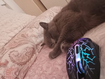 A grey cat is sleeping on a pink patterned blanket next to a gaming mouse with colorful LED lights. The cat is curled up on its side, with its head resting on its paws. The mouse is black with a crackle pattern that lights up in shades of blue, purple, and pink. The background shows a white textured blanket and part of a headboard. The scene appears to be in a bedroom.