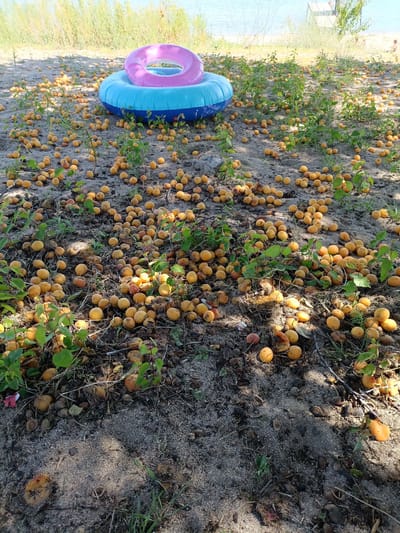 The image depicts a scene on a sandy bank near a body of water, likely a beach or lake shore, with dry grasses and trees in the background. The foreground is covered with a large number of ripe, yellow-orange fruits, possibly apricots, scattered across the sand and sparse vegetation. A two-toned inflatable ring, blue on the bottom and pink on the top, rests on the ground among the fruits. The lighting suggests it is daytime, with dappled sunlight casting shadows from unseen trees. The location is identified as the city of Kirpichny, Kyrgyzstan. There are no people clearly visible in the foreground, but faint figures can be seen in the distant background near the water.