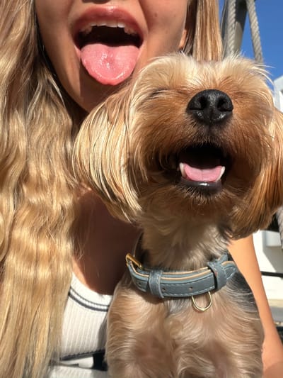 A close-up, outdoor, medium shot shows a young woman with long blonde hair and a Yorkshire Terrier dog. The woman is on the left, with her mouth open and tongue sticking out. The dog is in the center, also with its mouth open and tongue out, positioned in front of the woman's face. The dog is wearing a blue collar with a gold D-ring. The background is blurred and appears to be a sunny outdoor setting with some white structures and a blue sky. The image has a shallow depth of field, with the woman's lips and the dog's face in sharp focus. There is no information available about the specific location in Thep Krasatti, Thailand.