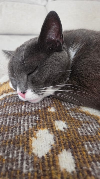 A close-up, eye-level shot captures a gray cat sleeping peacefully on a brown and white patterned blanket. The cat is positioned on its right side, with its head resting on the blanket. Its eyes are closed, and its pink nose is visible, along with long white whiskers. A thin white stripe runs along the cat's neck. The background consists of a blurred, light-colored surface, likely a couch. The scene is indoors, possibly in a home located in Guía de Isora, Spain.