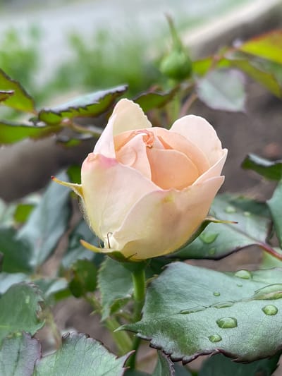 A close-up, eye-level shot focuses on a pale peach rosebud amidst green foliage in Bolshoy Kamen, Russia. The rosebud is partially unfurled, revealing delicate petals tinged with pink and yellow. Water droplets cling to the surface of the rose and the surrounding leaves, suggesting recent rain or dew. The background is softly blurred, with hints of green and gray, indicating an outdoor setting, possibly a garden or park. The lighting is diffused, creating a soft and natural ambiance.