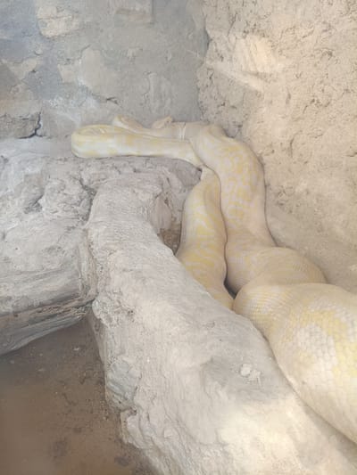 Two albino pythons are coiled together on a rocky ledge within a terrestrial enclosure. The snakes exhibit a pale yellow and white patterned skin. The enclosure appears to be constructed of rough, light-colored stone and some rough, weathered wood. The ground within the enclosure is a mixture of dirt and debris, with some small bones visible. The overall environment suggests a zoo or wildlife sanctuary setting, possibly in the city of Penáguila, Spain, though this location is not explicitly confirmed by visual evidence within the image.