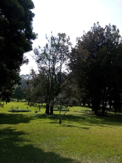 A grassy park landscape with scattered trees under a bright sky. Sunlight filters through the trees, creating shadows on the green grass. Various trees are present, including a prominent tall tree with slender branches and a smaller tree with full leaves. In the distance, hints of other trees and possibly buildings are visible. The park looks well-maintained.