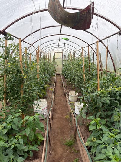 This media file shows the interior of a greenhouse with rows of growing plants. The greenhouse is constructed with a metal frame and covered with a translucent white material. Wooden stakes and ropes are used to support and guide the plants.

The primary subjects are the plants, which appear to be tomatoes and possibly peppers, with some dill. The tomato plants are tall and bushy, with visible yellow flowers and some small green fruits. The pepper plants are shorter and have broad green leaves. Two white buckets are placed on the ground between the rows of plants. A green garden hose is visible along the edge of one of the planting beds. In the background, a glass door or window of the greenhouse is visible.

The scene suggests a gardening or farming activity is taking place, likely for cultivation and harvesting. The lighting is bright and diffused, indicating it is daytime, and the weather outside is likely clear or overcast, as there are no harsh shadows. The location is identified as Бронница, Russia.

A piece of red material with text in Cyrillic script is partially visible in the upper left portion of the image. The text is difficult to read fully, but fragments of words like "дерево" (tree) and possibly related to agriculture or product labeling can be discerned. No people are visible in the media file. The overall impression is one of a working greenhouse with healthy, growing vegetation.
