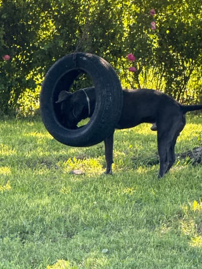 A black dog is standing in a grassy yard with a tire hanging around its neck. The dog is facing away from the camera and looking down. The tire is black and appears to be made of rubber. The yard is green and covered in grass. In the background, there are trees and bushes with pink flowers. The sun is shining, casting shadows on the ground. There are no people in the image. The location is Zornitsa, Bulgaria.