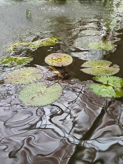 A top-down view captures lily pads floating on the surface of water. The lily pads, in varying sizes, are green with subtle yellow hues. The water's surface is dynamic with wave-like patterns, and reflections create abstract shapes that resemble tree branches or shadows. The overall color palette is a mix of greens, browns, and grays, lending a natural and tranquil aesthetic.