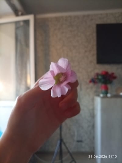 A close-up shot shows a hand holding a small pink flower with a light green center. The flower is delicate, with five visible petals. The background is blurred, suggesting an indoor environment. To the left, a large white framed structure, possibly a door or window, is visible. The wall behind the hand has a textured pattern. In the mid-ground to the right, a blurred vase with red flowers is present. A date stamp in the bottom right corner reads "25.06.2026 21:10". The image does not contain any discernible features to associate it with the city of Qobda, Kazakhstan.