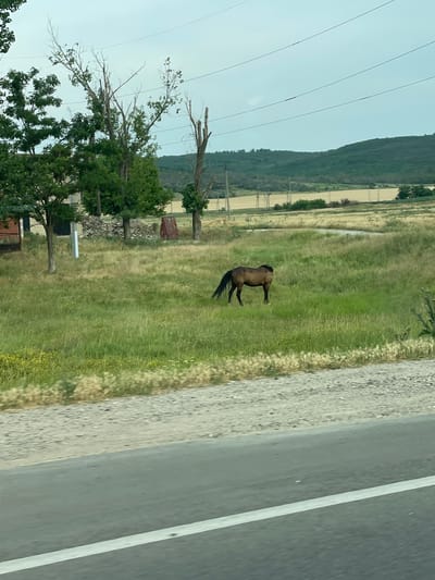 This is a rotated, full-shot photograph taken from a vehicle, likely traveling along a rural road in Congaz, Moldova. The scene depicts a brown horse standing in a grassy field to the left of the road. The horse is facing away from the camera, with its head lowered slightly. Beyond the horse, the field transitions into dryer, lighter-colored grass and then into what appears to be agricultural land with some patches of water. In the distance, a hazy, green hillside dominates the horizon.
The immediate foreground on the right is occupied by the asphalt road, clearly marked with a white line on the right side. The shoulder of the road is a mix of gravel and dry grass. To the far left, several power lines stretch across the frame against a pale, overcast sky.
Several trees are scattered throughout the landscape. Some are lush green, while others, particularly those closer to the foreground on the left, are partially bare and appear to be dead or dying, with visible branches and exposed wood. There are also some scattered wooden structures and piles of debris visible in the grassy area behind the trees.
The lighting suggests it is daytime, possibly late morning or early afternoon, with the overcast sky indicating subdued natural light. There is no visible text in the image. The overall impression is a somewhat desolate, rural landscape, with the lone horse being the most prominent living subject.