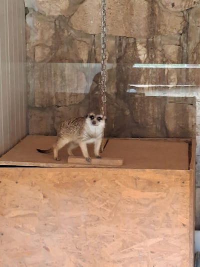 A meerkat stands on a wooden platform inside an enclosure. The enclosure has a stone wall as a backdrop and is likely indoors or a sheltered exhibit as indicated by the smooth, vertical panel on the left and the chain hanging from above. The meerkat is facing the camera, with its front paws on a smaller wooden plank. The enclosure appears to be a zoo or animal exhibit, possibly in the city of Bârlad, Moldova, though no specific identifying markers are present in the image. The lighting is diffused, suggesting it's not direct sunlight. The overall scene is observed through a glass panel, as indicated by reflections on the surfaces.
