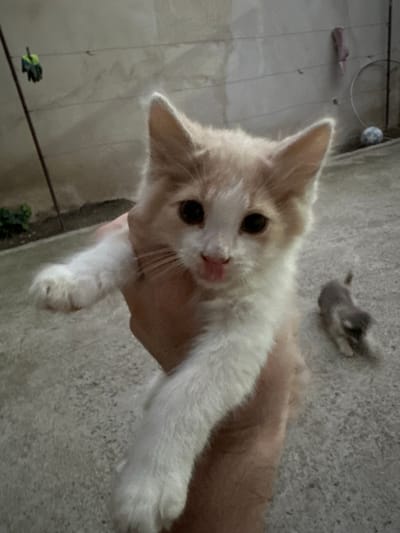 A person is holding a cream and white kitten up to the camera. The kitten is looking directly at the camera with its mouth slightly open, and its tongue is visible. The kitten has large, dark eyes and pointed ears. Its fur is fluffy and soft. The background is a textured, grey concrete surface, suggesting an outdoor or unfinished indoor setting. In the distance, a small, blurry grey cat or other animal can be seen. To the left, there is a pink shoe or sandal and what appears to be a round object, possibly a ball. Further to the left, a green object is visible hanging from a thin wire. The lighting suggests it could be daytime. The overall scene is casual and domestic.