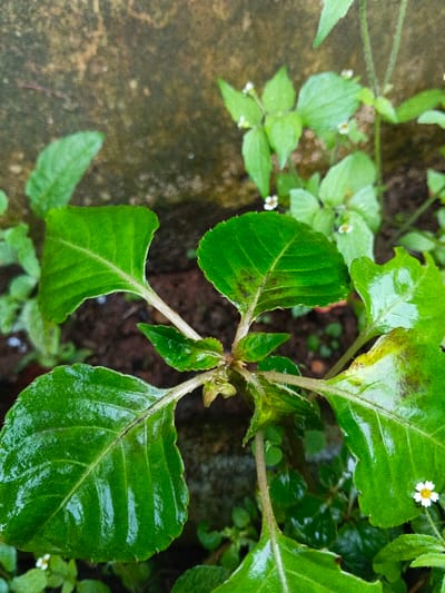 The image displays a close-up of plant life situated in Inawi, Papua New Guinea. A central herbaceous plant features vibrant green leaves, some displaying a glossy texture indicative of moisture. These leaves exhibit minor physical damage along their edges and contain dark, irregular spots on their surfaces. A central stem and smaller ancillary leaves are visible. The plant is rooted in dark brown soil. In the surrounding environment, smaller green plants with minute white flowers, each possessing a yellow center, are present. A dark, textured surface, consistent with weathered concrete or rock, occupies the upper background.