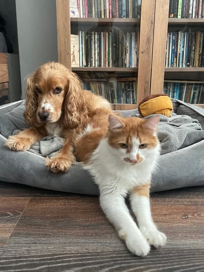 A medium-sized, light brown dog with floppy ears and white markings on its face and chest is lying down on a gray pet bed. Next to it, a fluffy orange and white cat is also lying down on the bed. The bed is placed on a wooden floor in front of a large bookshelf filled with books. Behind the animals, on the pet bed, is a small, round, brown and yellow plush toy. The background consists of a blurred bookshelf, indicating an indoor setting. The lighting appears to be natural, coming from an unseen source. There are no people in the image. The scene is static, with the animals resting. The location is not identifiable as Razgrad, Bulgaria, from the image content.