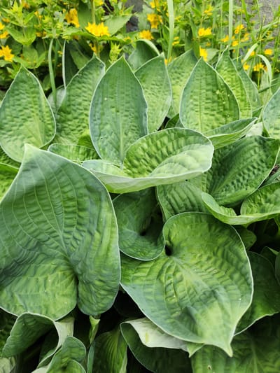 A close-up, overhead shot displays a dense cluster of large, heart-shaped hosta leaves. The leaves are a vibrant green with prominent veins and a slightly wavy edge. In the background, out of focus, a patch of small yellow flowers and green foliage is visible. The scene appears to be in a garden or park setting within Idar-Oberstein, Germany, possibly in a residential area given the presence of hostas, a common garden plant. No people or specific actions are depicted. The lighting suggests it is daytime, with soft, diffused light.