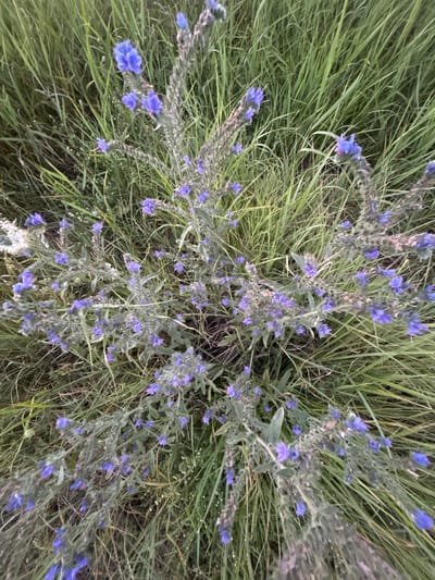 The image is a top-down, close-up shot of a patch of tall green grass with several flowering plants featuring small, blue, trumpet-shaped flowers. The plants have fuzzy, grey-green stems and leaves. The flowers are clustered along the stems, with some individual blooms visible. The overall impression is of a wild, overgrown area. The image does not contain any elements that would suggest a specific location in the city of Dzherokay, Russia, or any people or specific actions. The environment appears to be a natural outdoor setting.