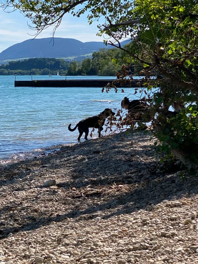 Two black dogs are on the rocky shore of a lake with a jetty in the background. The dog in the foreground is facing away from the camera and towards the water. A second dog is partially obscured by vegetation behind the first. The lake is calm and reflects the blue sky and surrounding green hills. The shore is covered in smooth, grey pebbles. The scene is well-lit by sunlight, creating dappled shadows under the trees. The image appears to be taken in Cortaillod, Switzerland, likely near the lakefront.