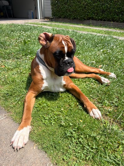 A brown and white boxer dog is lying on bright green grass in a grassy yard. The dog is facing left, with its tongue sticking out. The dog is wearing a gray collar. In the background, to the left, there is a garage door and a wall. The sun is shining brightly, casting shadows on the grass, suggesting it is a sunny day. The scene appears to be a suburban backyard. The dog looks relaxed and happy. No visible text is present.