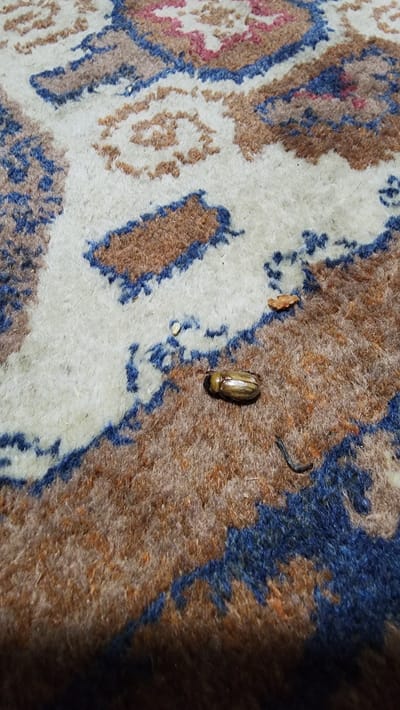 A single, metallic-bronze beetle is visible on a patterned rug. The beetle is oval-shaped and appears to be lying on its side. The rug has a complex design with cream, brown, and blue woven threads. There is also a small, dark, curved object, possibly a piece of thread or string, near the beetle, and a small, light-colored seed or pellet. A small brown fleck, possibly a piece of debris, is located above and to the right of the beetle. The lighting suggests an indoor environment. The image was taken in Mehnatobod, Uzbekistan.