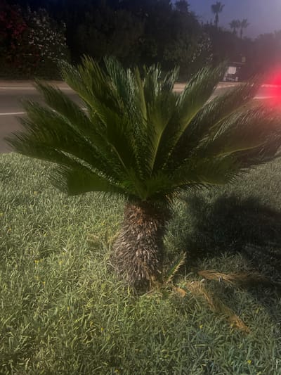 A sago palm plant stands in a grassy area at night. The plant has a thick, scaly trunk and large, green fronds fanning outwards. Some dead fronds lie on the ground to the right of the plant. The grassy area is covered in small, yellow wildflowers. In the background, a road is visible with a white line marking the lane. Beyond the road, trees and bushes form a dark backdrop. Further in the distance, palm trees and a small white vehicle are present, and a red light is illuminated on the right side of the frame. The scene appears to be located in the city of Hof HaCarmel Regional Council, Israel.