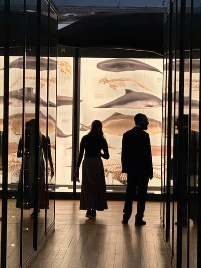 The image shows the interior of a museum or exhibition space, possibly in Dacorum, United Kingdom, based on the presence of taxidermied marine mammals and skeletons in illuminated display cases. A man and a woman, both silhouetted against the bright backdrop, are viewing the exhibits. The man stands upright, while the woman leans forward, possibly looking more closely at the displays. The room has a wooden floor, and the display cases appear to be arranged in tiers or sections. Reflections are visible on the surfaces of the display cases. Number "28" is also visible on a case.