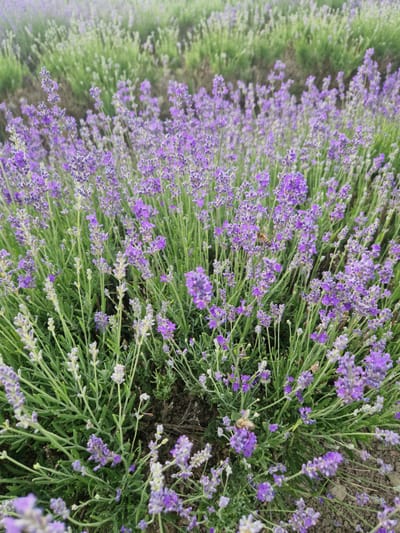 The image shows a field of lavender in Starovičky, Czechia. The lavender is in bloom, with many purple flowers and green stems. The field appears to be extensive, with rows of lavender stretching into the distance. There is a bee visible on one of the lavender flowers, suggesting that the plants are attracting pollinators. The environment is natural and appears to be a rural or agricultural setting.