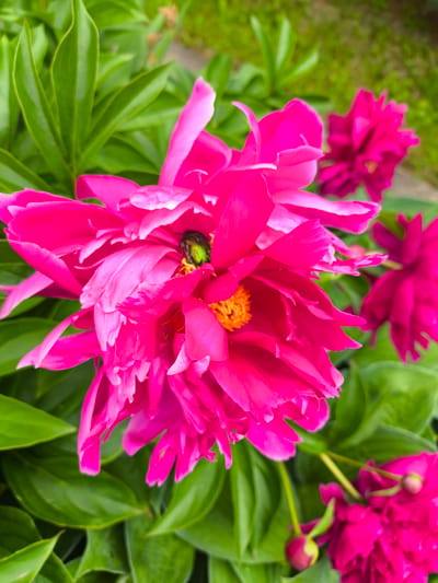 A close-up, eye-level, vertical shot features a vibrant pink peony flower in full bloom, its petals unfurling outwards. Nestled within the center of the peony is a small, iridescent green beetle, its presence a subtle contrast to the bold floral display. The flower's petals are a mix of bright pink and softer, lighter shades, with delicate textures visible. The background is a blur of lush green foliage, suggesting a garden setting. To the right of the main flower, two other pink peonies are visible, one in full bloom and another a closed bud. The lighting suggests it is daytime, with soft, natural light illuminating the scene. The image evokes a sense of nature's beauty and the intricate details of the natural world. The location is Pokrov, Russia, and no visible text is present.