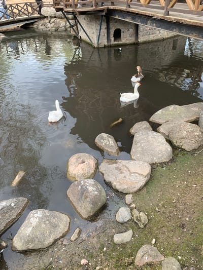 The image depicts a pond or small body of water in Капцёўскі сельскі Савет, Belarus. A pair of geese are visible in the water, one predominantly white with an orange beak, and the other exhibiting mottled brown and white plumage, also with an orange beak. The geese appear to be swimming or foraging in the water.
The pond is bordered by a collection of medium to large-sized rocks along its edge, transitioning into a patch of bare earth or mud interspersed with some vegetation. On one side of the pond is what appears to be a wooden structure or bridge, alongside a stone wall or building with possible architectural details like openings or windows. The water surface reflects the surrounding environment, creating a somewhat murky appearance.