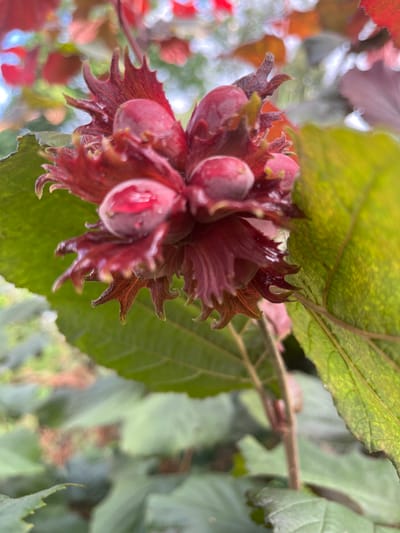 A close-up shot captures a cluster of developing hazelnuts against a backdrop of blurred green and red foliage. The hazelnuts are enclosed in spiky, reddish-purple husks, with the smooth, pinkish-brown nuts peeking through. The leaves of the hazelnut tree are a vibrant green, with some showing hints of red in the background, suggesting the changing seasons or the presence of ornamental varieties. The overall lighting is soft and natural, indicating an outdoor setting, likely in a garden or park. The image is composed in a shallow depth of field, with the hazelnuts in sharp focus and the surrounding leaves and background softly blurred, creating a bokeh effect. This close-up perspective emphasizes the intricate details of the hazelnut husks and developing nuts. The setting is not specified as being in Otyakovo, Russia, and no people or specific actions are depicted.