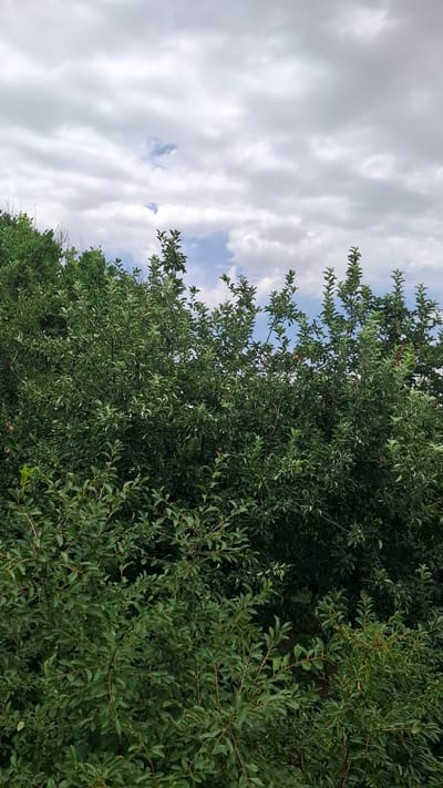 The image shows a dense, leafy green bush or tree with a cloudy sky above. The foliage is rich and extends from the bottom to about two-thirds of the way up the frame. The sky occupies the upper third, with patches of blue visible through the white and gray clouds. No people or specific landmarks are identifiable within the image, suggesting a natural outdoor setting, possibly a park or garden area. The exact location within Шұбарсу, Kazakhstan cannot be determined from the visual information provided.