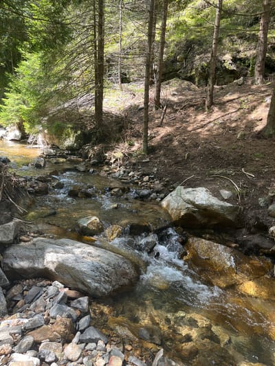 A stream flows through a forest in Drianovo, Bulgaria. Rocks line the streambed and edges, with trees growing on the bank to the left. The water appears clear and is flowing rapidly. Sunlight dapples the ground on the bank.