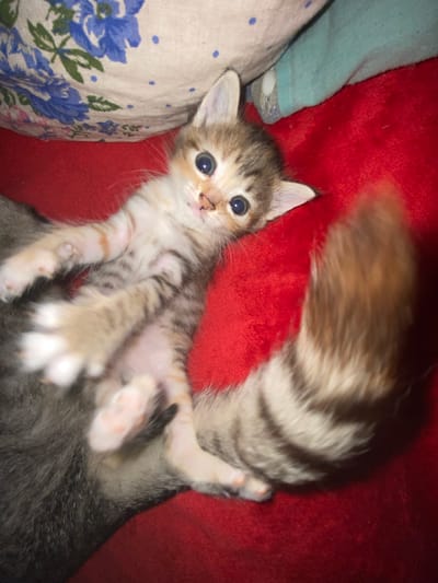 A very young kitten, appearing to be a few weeks old, is lying on its back on a red blanket. The kitten has tabby markings, with stripes of brown and grey on its fur. Its eyes are large and round, and appear to be blue or grey. Its paws are white with pink pads, and its tail is bushy and striped. The kitten's mouth is slightly open, and it appears to be looking towards the camera. The background consists of a floral-patterned pillow and a turquoise fabric. This image was captured in the city of Nova Praha, Ukraine.