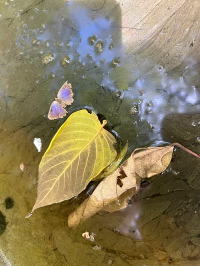 A butterfly with iridescent blue wings rests on the surface of murky water, its body partially submerged. Two fallen leaves, one vibrant yellow and the other a dried brown, float nearby. The water is covered in a thin layer of algae, with small bubbles scattered across its surface. The scene is illuminated by natural light, creating reflections of the sky and surrounding objects on the water. The image appears to be taken in Baan Nok Sai, Thailand, a rural area known for its natural beauty and tranquil atmosphere.