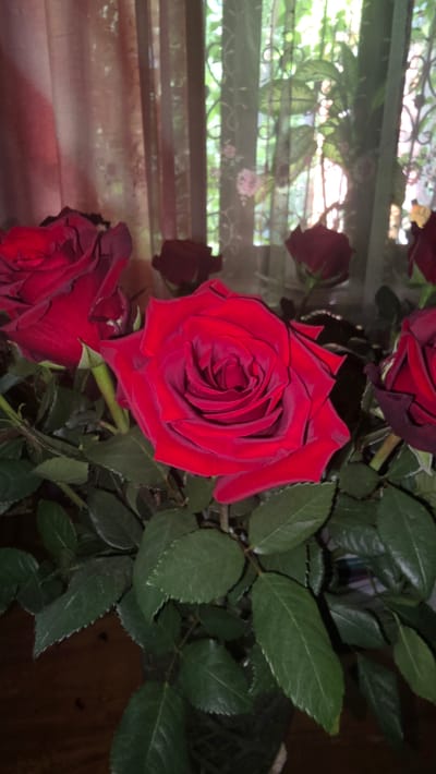 A close-up, eye-level shot captures a bouquet of deep red roses and their dark green foliage. The roses are in various stages of bloom, with the most prominent one in the center showcasing intricate, velvety petals. The bouquet is arranged in a dark vase, partially visible at the bottom.

Behind the flowers, a sheer curtain with a subtle floral pattern is drawn, allowing diffused light from a window to filter through. The window itself appears to be barred, suggesting a secure or historic setting. Outside the window, glimpses of lush green foliage are visible, indicating an outdoor environment. The lighting suggests an indoor setting, likely a room within a residential property in Il'inskiy, Russia. The overall impression is one of natural beauty and domestic tranquility.
