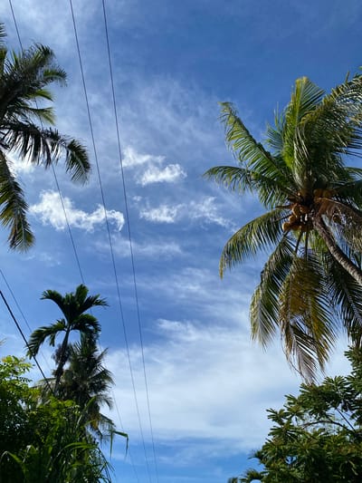 The image captures a view looking up at a bright blue sky adorned with wispy white clouds. Several power lines crisscross the frame diagonally. On the right, a mature coconut palm tree stands tall, its fronds reaching towards the sky, with a cluster of coconuts visible near the top. To the left, the fronds of another palm tree extend into the frame from the upper left corner. In the lower left and center portions of the image, other lush green foliage and palm trees are visible, suggesting a tropical or subtropical environment. The scene appears to be an outdoor, daytime setting in Cottunong, Indonesia. There are no people visible in the image.
