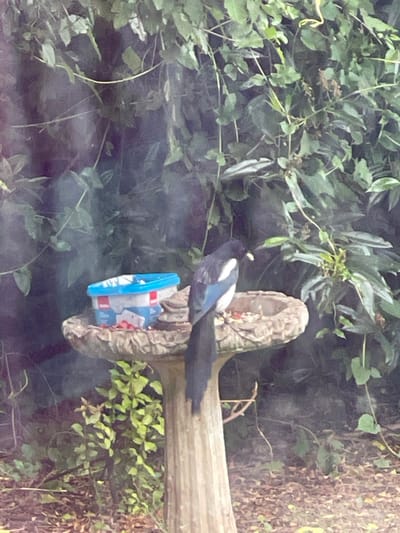 A European magpie is perched on a rustic bird feeder in a lush, green garden setting, likely in Maidstone, United Kingdom. The bird, distinguished by its black and white plumage with an iridescent blue sheen on its wings, is captured mid-action, holding a light-colored piece of food in its beak. It faces towards the left, with its long black tail extending horizontally.
The feeder consists of a textured, wood-like structure, possibly carved or molded to resemble a log or branch, which supports a repurposed plastic container acting as a food receptacle. This container has a bright blue lid and a white body adorned with prominent red shapes and patterns, though specific text or branding is illegible due to blurriness.
The background is dominated by dense, vibrant green foliage, comprising various leaves and vines, suggesting an overgrown or natural area. A darker tree trunk or wooden post is visible on the far right side of the image. The lighting is soft and diffused, hinting at an overcast day, early morning, or late afternoon, as there are no harsh shadows.