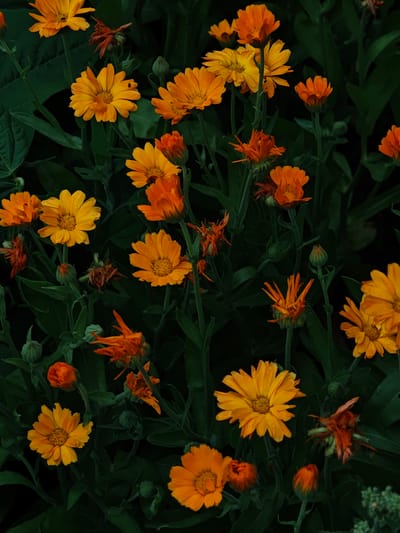 An overhead, low-angle shot captures a dense cluster of bright orange and yellow calendula flowers, also known as pot marigolds, against a dark green, leafy background. The flowers are in various stages of bloom, with some fully open, revealing their intricate petal structures, and others as closed buds. A few of the open flowers are adorned with tiny water droplets. The lighting is dim, creating a dramatic effect and accentuating the vibrant colors of the blossoms. The image appears to be taken in a natural setting, possibly a garden or park, with no humans or man-made structures visible. The scene is devoid of any activity, presenting a still life of blooming flowers. The specific location of Parkhomivka, Ukraine, is noted as context for this image.