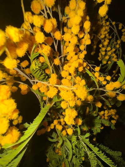 The image displays a close-up perspective of multiple bright yellow Mimosa flowers (Acacia dealbata) densely clustered on slender branches, interspersed with delicate green, pinnate leaves. The spherical flowers exhibit a fluffy texture. The background is uniformly dark, creating a strong contrast and suggesting illumination by an artificial light source or a low-light environment. Foreground elements, particularly the flowers and leaves in the upper left and center, are in sharp focus, while some background elements appear slightly blurred. No people, animals, or man-made objects other than the plant material are visible. The scene is located in Vincennes, France.