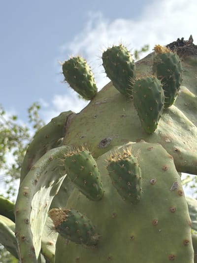 A low-angle, close-up shot captures a prickly pear cactus with multiple green pads and fruit, silhouetted against a bright sky with wispy clouds. The cactus is lush and appears to be growing in an outdoor environment, likely a garden or natural setting, given the presence of foliage in the blurred background and the clear blue sky overhead. The main subject is the cactus itself, with its characteristic flat, paddle-shaped segments covered in areoles from which spines emerge. Several oval-shaped fruits, some with dried tips, are attached to the pads, indicating a potential harvest season. The lighting suggests it is daytime, with sunlight illuminating the textured surface of the cactus and casting subtle shadows. The image does not contain any people or specific urban landmarks that would pinpoint a precise location within Palma de Mallorca, Spain, other than suggesting a Mediterranean climate suitable for such vegetation.