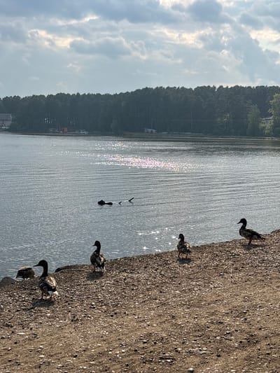 A scene depicts a calm lake with a tree-lined shore under a cloudy sky. Several ducks are visible on the pebbled shore and in the water. In the distance, along the far shore, structures and boats are present. The image appears to be taken at a park or recreational area by a lake in Zheleznogorsk, Russia, possibly at Lake Shartyr. The sunlight reflects off the water, creating a shimmering effect. There are no people visible in the image.