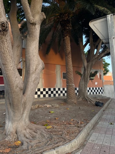 The image depicts a street-level view of an urban environment in La Línea de la Concepción, Spain. The foreground features the exposed, gnarled roots of a large tree, with dry leaves scattered on the soil. To the left, the thick, textured trunk of this tree is prominently visible, splitting into multiple branches. Beside it, a palm tree stands tall. In the middle ground, a building with an orange facade is visible, decorated with a horizontal band of black and white checkered tiles near its base. A smaller tree with green foliage in a pot is attached to the orange wall. The background shows more buildings and trees, with a clear blue sky overhead. A black trash bag rests on the ground near the base of the middle-ground tree. The right side of the image includes a gray, metal signpost and a sidewalk paved with reddish-brown and gray tiles.