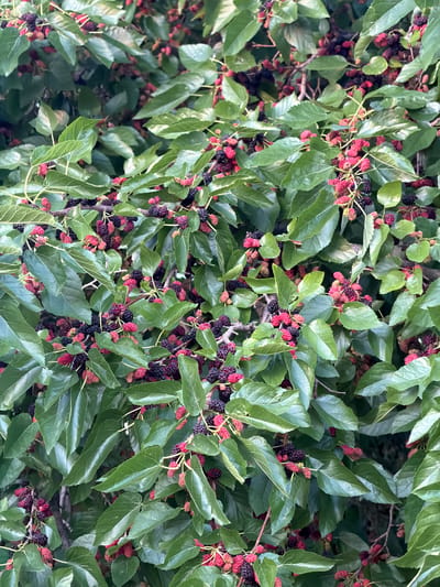 The image displays a close-up view of a mulberry tree laden with ripe and ripening mulberries. The mulberries vary in color from deep black to dark red and pink, indicating different stages of maturity. They are clustered along branches amidst lush green leaves. The overall impression is one of abundant fruit growth. The scene is set within the city of Obukhivka, Ukraine, likely in a residential area or a park, given the presence of a mature fruit-bearing tree. No people are visible in the image, and the focus is solely on the natural elements of the mulberry tree and its fruit.