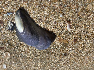 This image, taken in Rezovo, Bulgaria, shows a close-up view of a dark, elongated mussel shell resting on a sandy beach. The shell, predominantly dark purple with a pearly white interior visible along its opening, is partially embedded in the sand. The sand itself is a mixture of fine grains and small shell fragments in various shades of beige, brown, and white, with a slight sheen suggesting it might be damp. Scattered among the sand are other small, light-colored shell pieces and a few tiny, translucent, angular fragments that could be bits of glass or quartz. The lighting in the image highlights the texture of the sand and the smooth surface of the mussel shell. No people or actions are depicted.